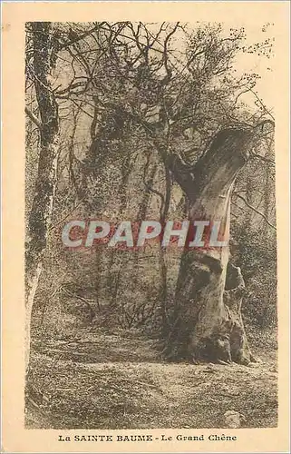 Cartes postales La Sainte Baume Le Grand Chene