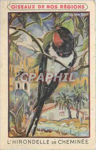 Cartes postales Oiseaux de nor regions L Hirondelle de Cheminee