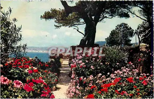 Cartes postales moderne Jardins fleuris sur les bords de la Mediterranee