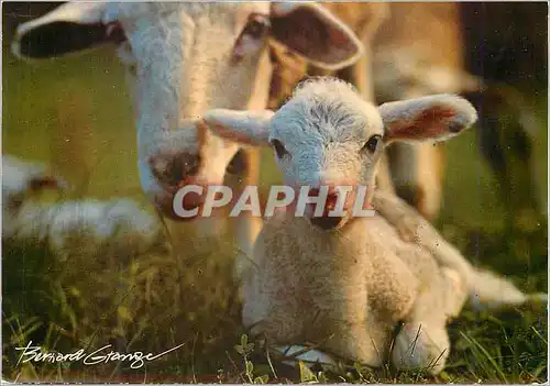 Cartes postales moderne Vie en montagne