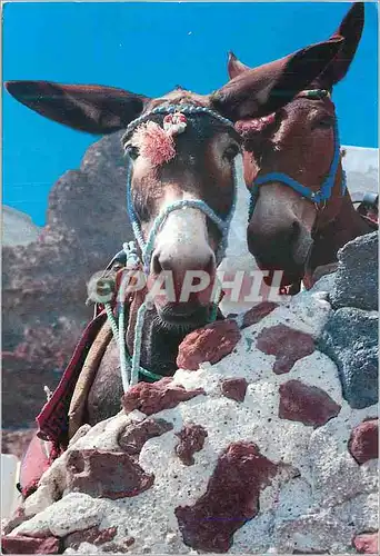 Cartes postales moderne Greece Ane Donkey