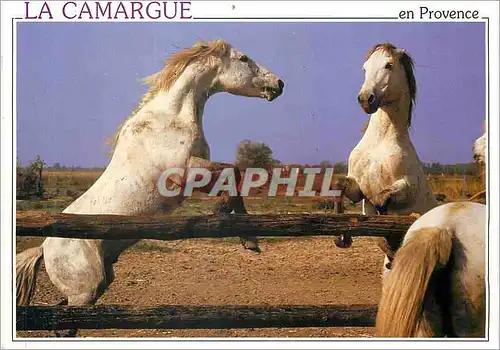 Moderne Karte La Camargue en Provence Images de Provence La Camargue Chevaux dans une manade