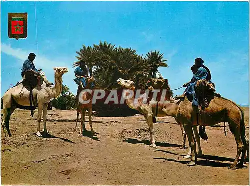 Moderne Karte Marruecos Tipico Typical Morocco Meharistes Camel Train of the Hamid