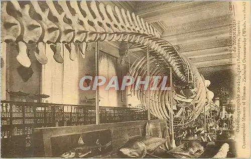 Cartes postales Musee Oceanographique de Monaco Baleine Whale Requin