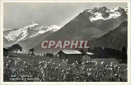 Cartes postales moderne Gstaad Oldenhorn und Staldenfluh