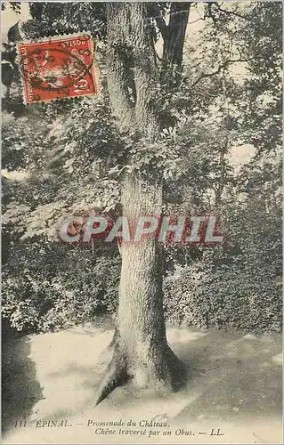 Cartes postales Epinal Promenade du Chateau Chene Traverse par un Obus
