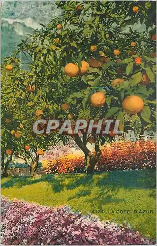 Cartes postales La Cote d'Azur Fleurie Ses Orangers