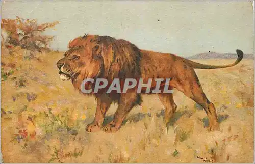 Cartes postales Lion