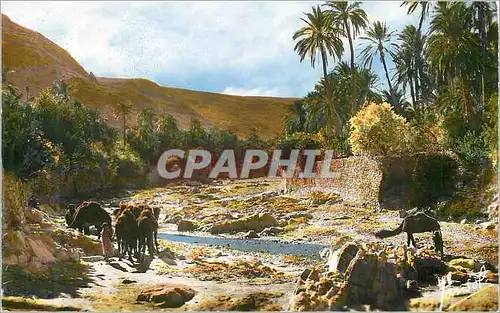 Cartes postales moderne Le Sud Algerien Scenes et Types Un Oued dans le Sud