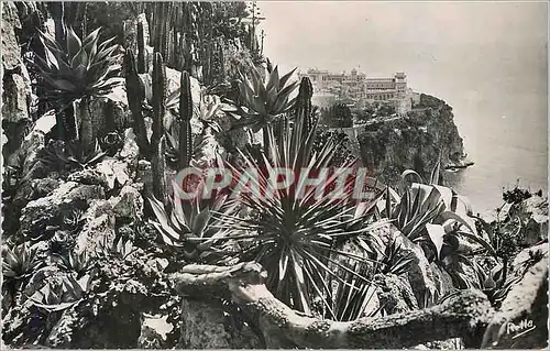Cartes postales moderne Le Rocher de Monaco vu du Jardin Exotique La Cote d'Azur