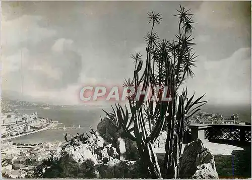 Cartes postales moderne Jardin Exotique de Monaco la Pricipaute de Monaco vue a travers les Cereus Yuccas du jardin Exot