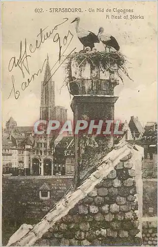 Cartes postales Strasbourg Un Nid de Cigognes A Nest of Storks