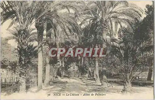 Cartes postales Nice Le Chateau Allees de Palmiers