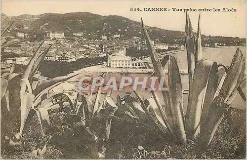 Cartes postales Cannes vue prise entre les Aloes