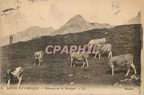 Cartes postales Savoie Pittoresque Paturages sur la Montagne Vaches