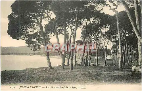 Cartes postales Juan Les Pins Les Pins au Bord de la Mer