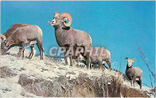 Cartes postales moderne Canadian Rockies Rocky Montain Bighorn Sheep frequently seen along the highways of the national
