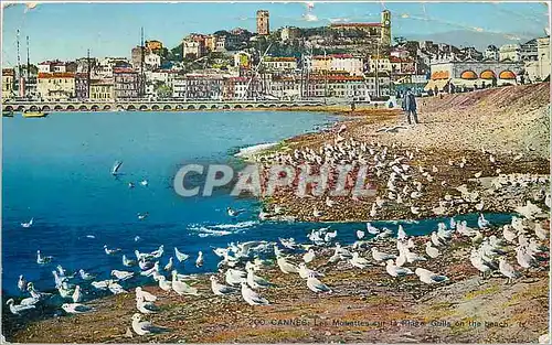 Cartes postales Cannes Les Mouettes sur la Plage