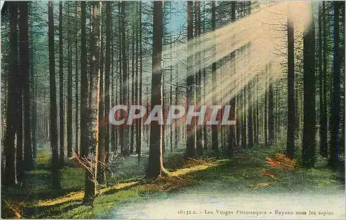 Cartes postales Les Vosges Pittoresques Rayons sous les Sapins