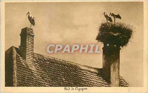 Cartes postales Nid de Cigognes