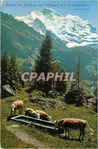 Cartes postales moderne Bei Wengen Jungfrau