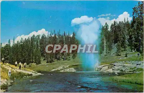 Cartes postales moderne Yellowstone National Park Riverside Geyser