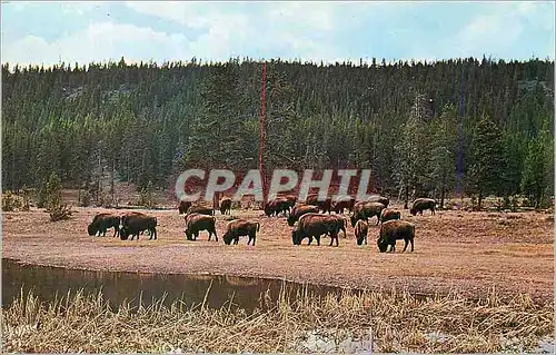 Cartes postales moderne Yellowstone National Park Head of Bison (Buffalo)
