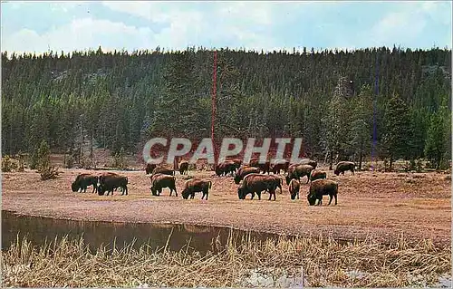 Moderne Karte Yellowstone National Park Head of Bison (Buffalo)