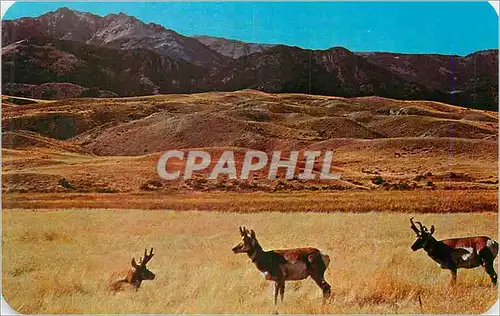 Moderne Karte Group of Antelope on the prairies of Wyoming