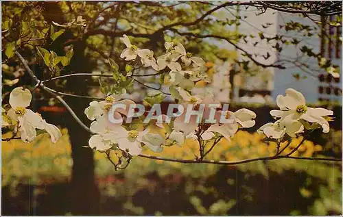 Cartes postales moderne Atlanta The Dogwood City