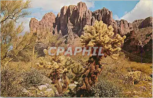 Cartes postales moderne Cholla Cactus of Background of Arizona's Famous Supestition Mountain