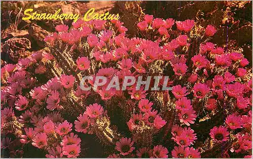 Cartes postales moderne Strawberry Cactus