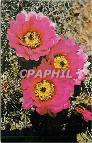 Cartes postales moderne Hedgehog Cactus of the Arizona Desert