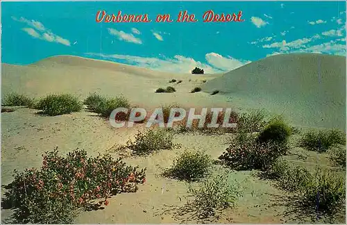 Cartes postales moderne Verbenas on the Desert