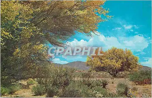 Cartes postales moderne Palo Verde in Bloom