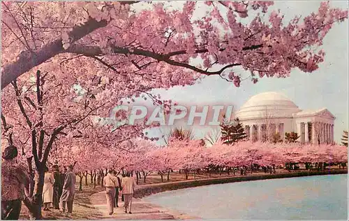 Cartes postales moderne Washington DC Cherry Blossom Time Thomas Jefferson Memorial