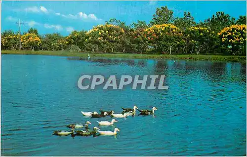 Cartes postales moderne New Orleans Louisiana City Park Lagoon