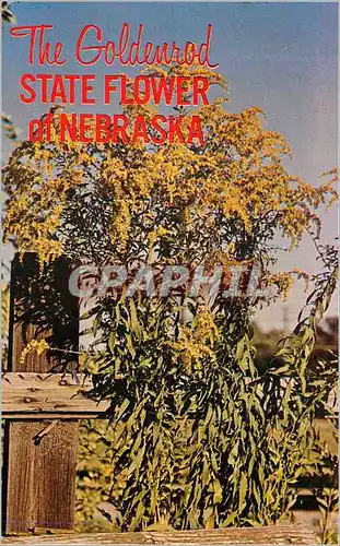 Moderne Karte The Goldenrod State Flower of Nebraska
