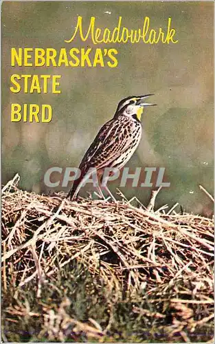 Moderne Karte Meadowlark Nebraska's State Bird