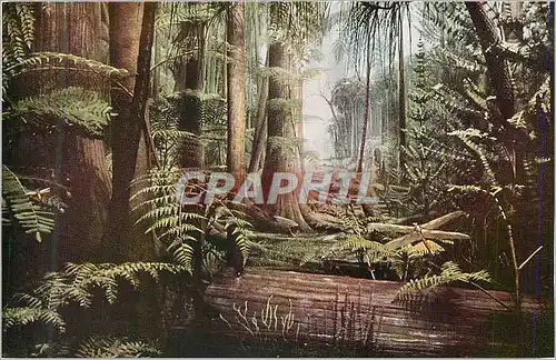 Cartes postales moderne Chicago Natural History Museum Formely Field Museum of Natural History