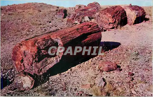 Moderne Karte Forest National Park Arizona Petriefied Log Sections