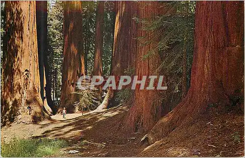 Ansichtskarte AK The Famous Senate Group California Redwoods