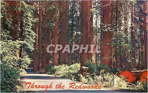 Cartes postales Giant Redwoods of Northern California