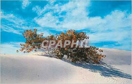 Ansichtskarte AK New Mexico Buried Cottonwood Tree White Sands National Monument