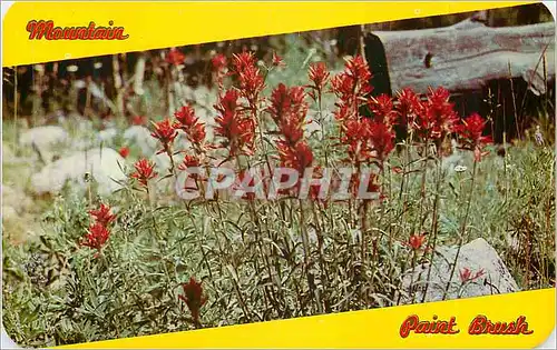 Ansichtskarte AK Indian Paint Brush Flower of Mountain and Plain State Flower of Wyoming