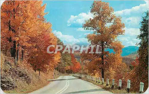 Cartes postales Autumn Colors Along Winding Roads