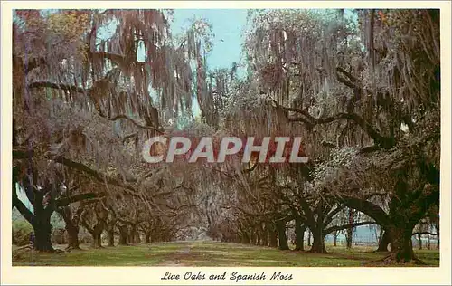 Cartes postales Live Oaks and Spanish Moss