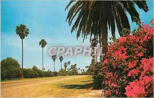 Cartes postales Greetings from The Lower Rio Grande Valley of Texas The Land of Palms et Flowers