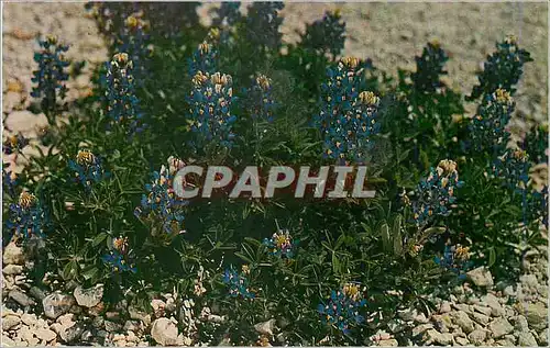 Cartes postales Bluebonnet the State Flower of Texas as Seen along Texas