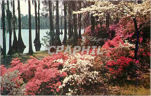 Cartes postales Early Spring